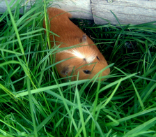 meerschweinchen