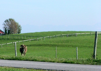 wetter